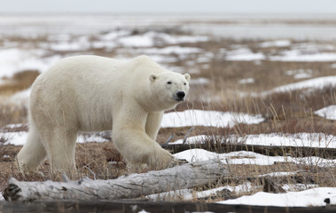 Obraz na płótnie Canvas Polar Bear in Hudson Bay near the Nelson River