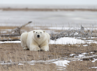 Polar Bear in Hudson Bay near the Nelson River