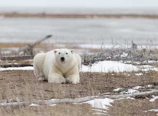 Deurstickers Polar Bear in Hudson Bay near the Nelson River © Dennis Donohue