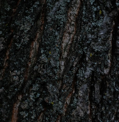 tree bark texture