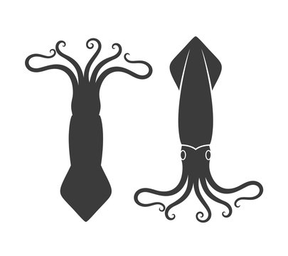 Squid set. Isolated squid on white background