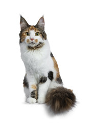 Sweet pretty tortie young adult Maine Coon girl cat sitting up isolated on white background looking at camera with big tail beside body 