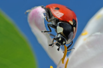Ladybug on a flower. 
