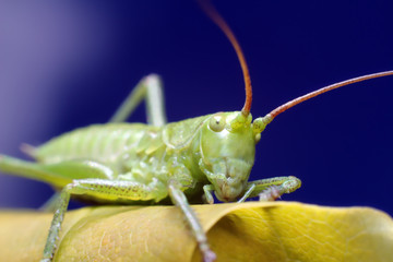 Small grasshopper sitting on grass.
