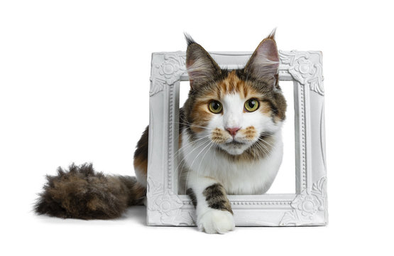 Sweet pretty tortie young adult Maine Coon girl cat stepping with one paw through white picture frame isolated on white background and looking at camera