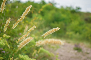field of grass on the green background