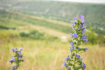 Obraz premium Blue flower in field