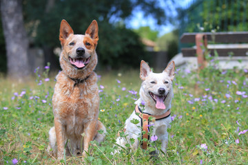Portrait of Australian cattle