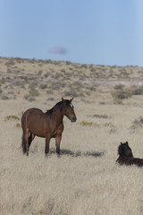 Onaqui Herd wild mustangs in the Great Desert Basin, Utah USA