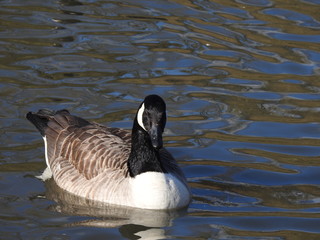 water bird swimming on a lake