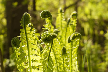 Bright branched spirals of leaves of fern sprouts seem to dance against the blurred sunny floral background