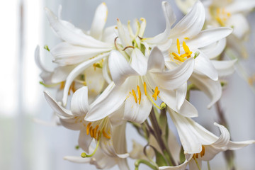 A bunch of white lilies decorate the room. White flowers as a gift to a woman. Growing and selling white lilies_