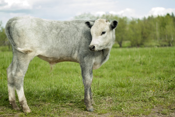 Naklejka na ściany i meble young light-gray steer in the meadow, soft light, easy blur