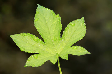 humulus leaf