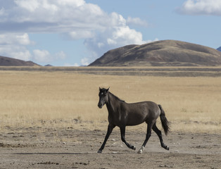 Obraz premium Onaqui Herd wild mustangs in the Great Desert Basin, Utah USA