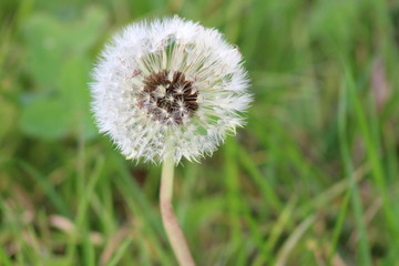 Dandelion clock seeds