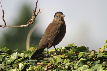 Blackbird standing on ivy