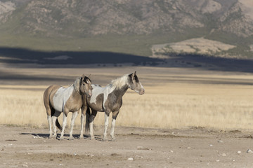 Fototapeta premium Onaqui Herd wild mustangs in the Great Desert Basin, Utah USA