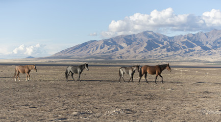 Onaqui Herd wild mustangs in the Great Desert Basin, Utah USA