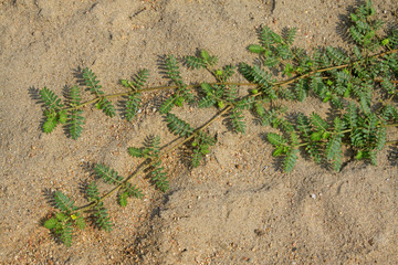tribulus terrestris in the wild