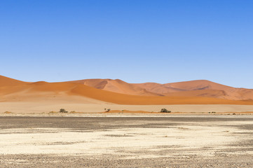 Dunes with acacia trees in the Namib desert / Dunes with acacia trees in the Namib desert, Namibia, Africa.