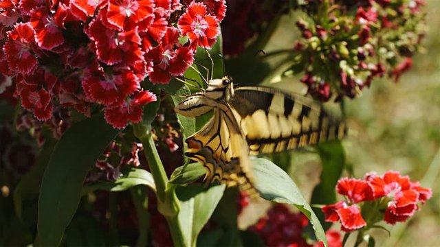 Close up of beautiful butterflie Papilio machaon perched on a flower, 4k, 75 FPS