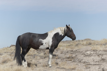 Obraz premium Onaqui Herd wild mustangs in the Great Desert Basin, Utah USA