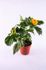 A yellow hibiscus in a pot