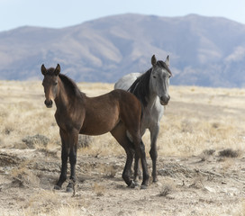 Obraz premium Onaqui Herd wild mustangs in the Great Desert Basin, Utah USA