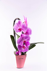 An orchid фаленопсис lavender in a pot