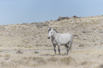 Onaqui Herd wild mustangs in the Great Desert Basin, Utah USA