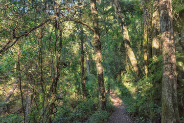 Forest on the Tugela Gorge hiking trail