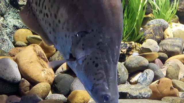 Fish : Royal knifefish (Chitala blanci)