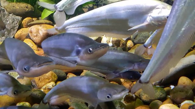 Fish : Common sheatfish (Kryptopterus apogon)