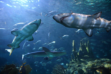 Obraz premium Rekiny i inne ryby pod wodą