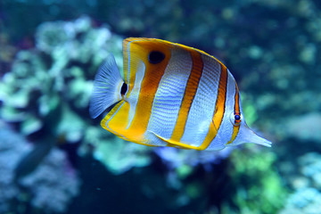 Fototapeta na wymiar Copperband Butterfly fish