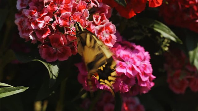 Close up of beautiful butterflie Papilio machaon perched on a flower, 4k, 75 FPS