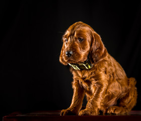 Irish Doodle Sad Puppy Portrait