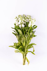  Matiola white in a cut