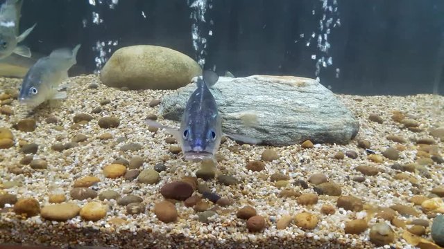 Fish : Boeseman croaker (Boesemania microlepis)