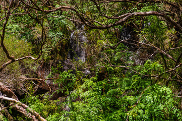 Wasserfall an einer Levada im Wald auf Madeira