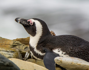 Robben Island Wild Penguin