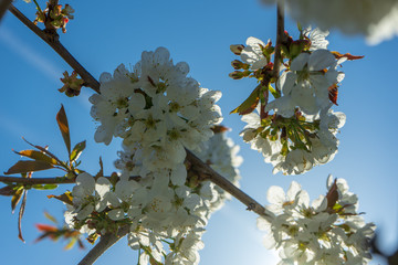 Kirschblüten