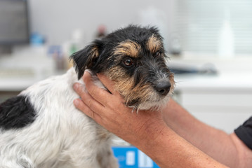 Vet examines a dog - Jack Russell Terrier