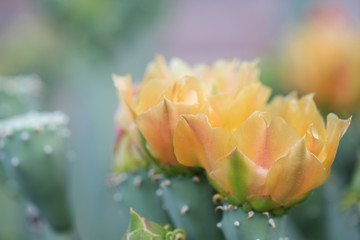 Cactus Blooms