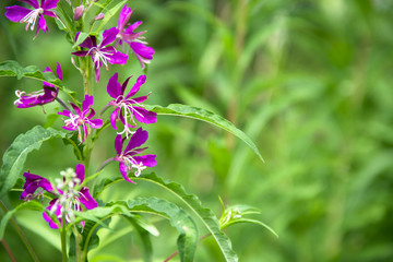 on a green background bokeh trees grows and blossoms willow tea healing curule healing violet color...