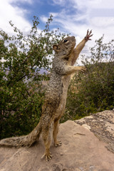 Hungry squirrel reaching out for food