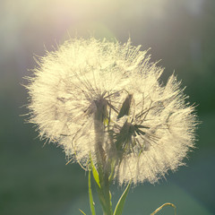 .Dandelion in the nature at dawn. The concept of ease. The format of the instagram.