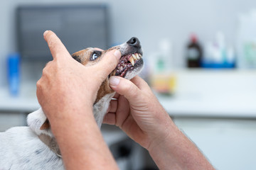 Vet examines a dog - Jack Russell Terrier