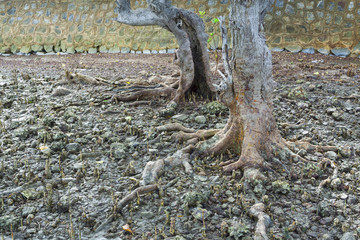 Obraz premium The very old mangrove tree